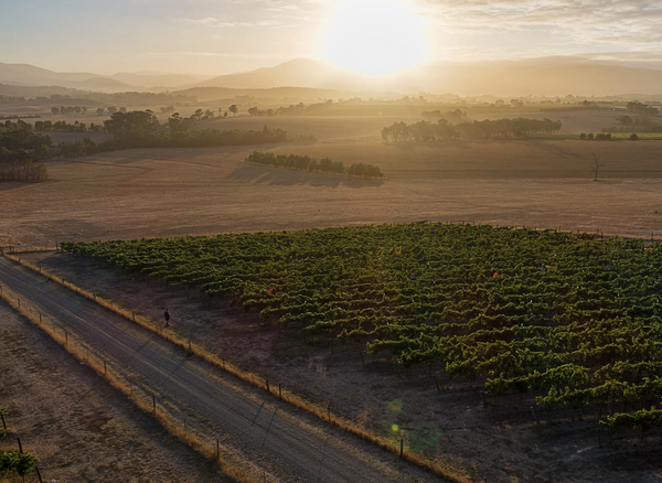 Meet the Maker - Sandra De Pury Yerinberg Winery